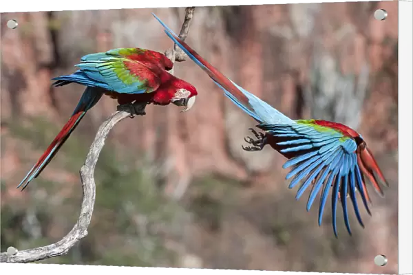 RF - Red-and-green macaws (Ara chloropterus) two with one taking off