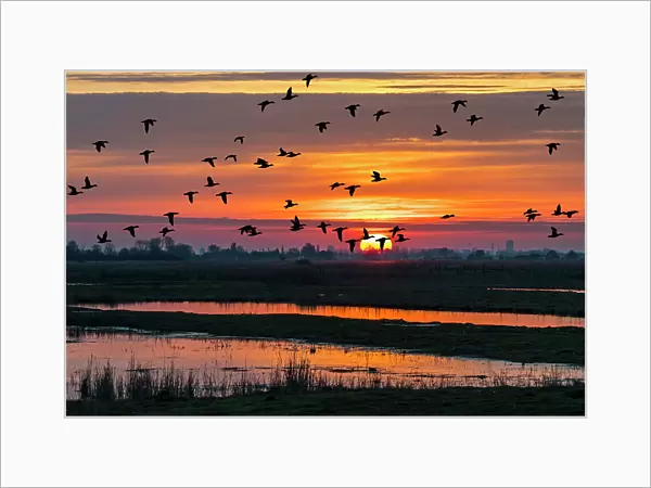 Flock of ducks silhouetted against sunset flying over field in winter in the Uitkerkse