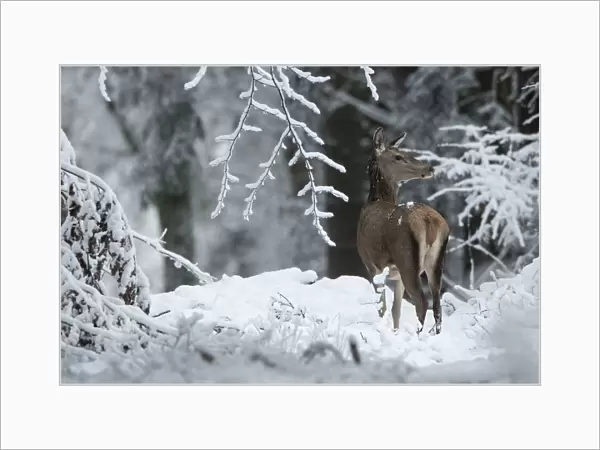 Red deer (Cervus elaphus) doe in winter snow, Vosges, France, January