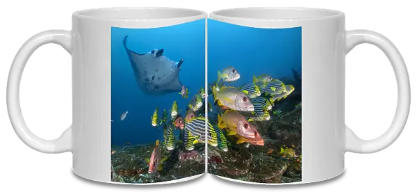 Reef manta (Mobula alfredi) visiting a cleaning station on a coral reef with a school of