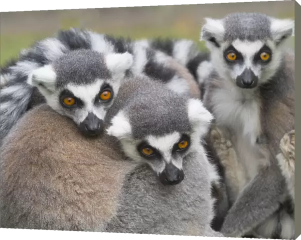 RF - Ring-tailed lemur (Lemur catta) group huddled together. Captive