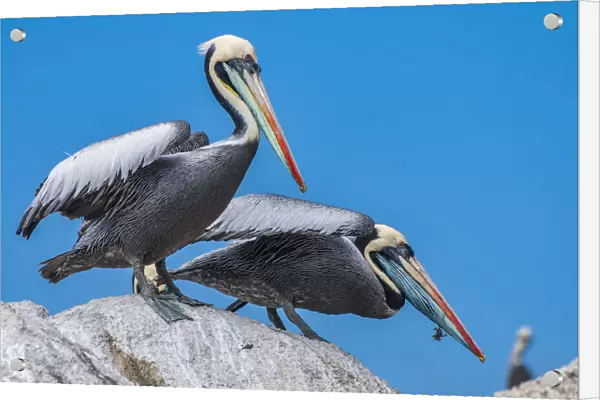 Peruvian pelican (Pelecanus thagus), in full breeding colours, Algarrobo Islet
