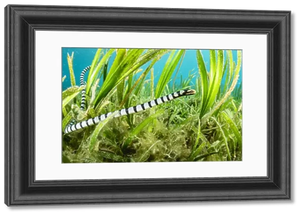 Banded sea krait (Laticauda colubrina) hunting in seagrass bed