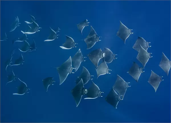 Atlantic mobula ray (Mobula hypostoma) group swimming in Caribbean Sea
