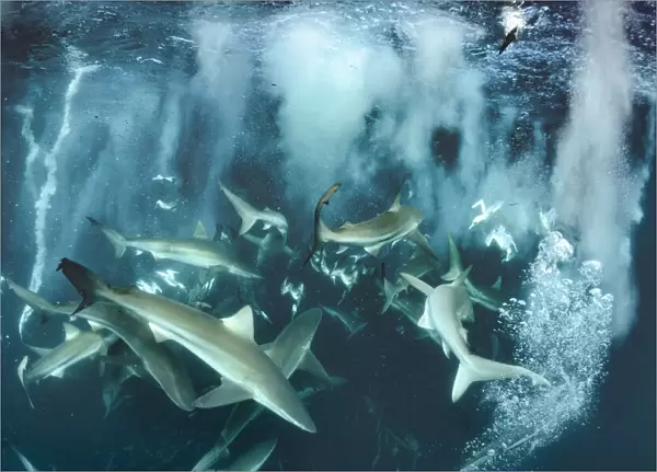 Bronze whaler shark (Carcharhinus brachyurus) group feeding alongside Cape gannet