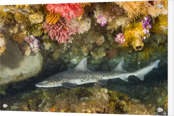 Spotted gully shark (Triakis megalopterus) in coral reef