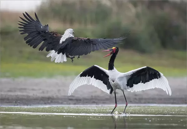 African fish eagle (Haliaeetus vocifer) pressurises a Saddle-billed stork