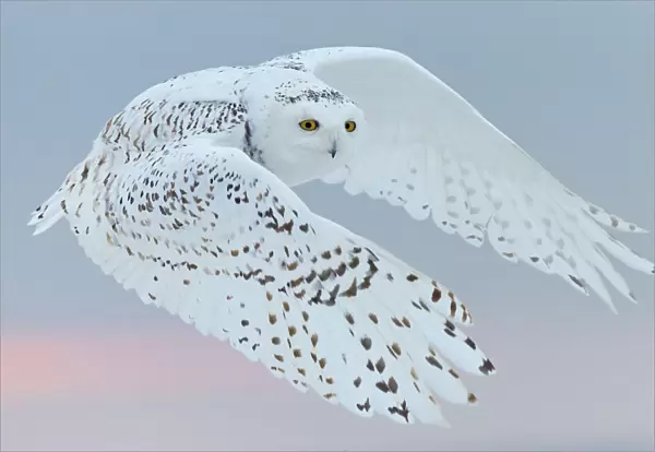 Snowy owl (Bubo scandiaca) female in flight. Canada. February