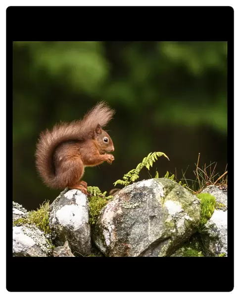 Red squirrel (Sciurus vulgaris) foraging on dry stone wall. Aigas Field Centre, Scottish Highlands. Scotland. October