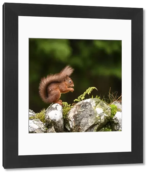 Red squirrel (Sciurus vulgaris) foraging on dry stone wall. Aigas Field Centre, Scottish Highlands. Scotland. October