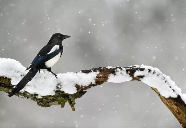 Magpie (Pica pica) perched on branch in snow, Lorraine, France, January