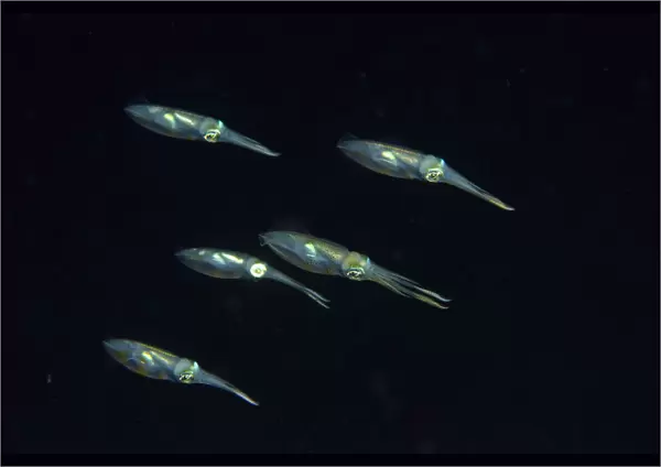 Group of Bigfin reef squids (Sepioteuthis lessoniana) swimming at night, Indonesia