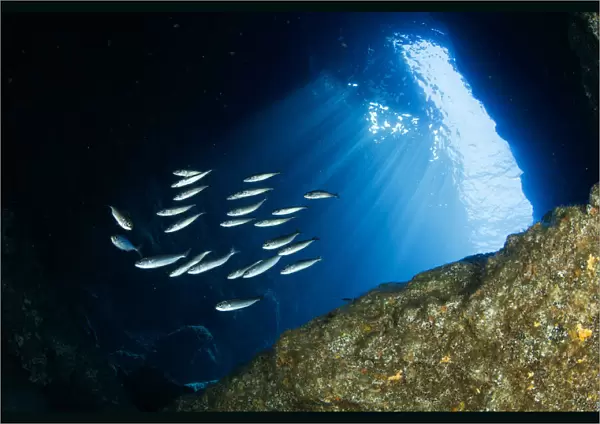 Small sardine shoal inside the Gruta Azul dive site, eastern coast of Santa Maria Island