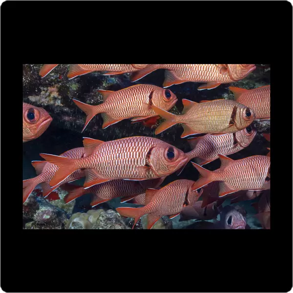 Shoulderbar soldierfish (Myripristis kuntee) shoal. Molokini, Hawaii