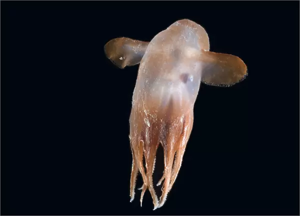 Deepsea octopus (Grimpoteuthis sp), Dumbo, North Atlantic