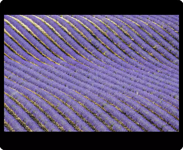 Lavender (Lavandula sp) field, aerial view, near Greoux-les-Bains