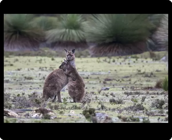 Two Kangaroo Island kangaroo joeys (Macropus fuliginosus fuliginosus)