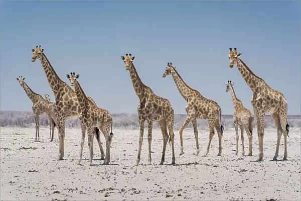 Angolan giraffes (Giraffa giraffa angolensis) approaching a scarce waterhole