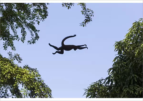 Black-handed spider monkey (Ateles geoffroyi) leaping from tree to tree, Osa Peninsula