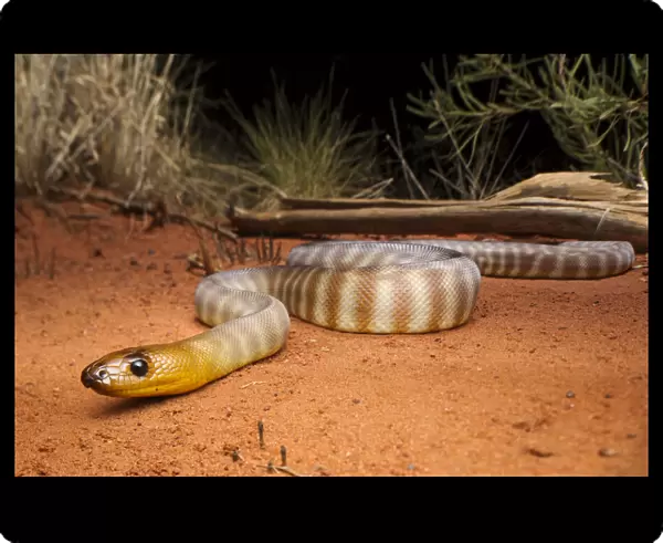 Woma (Aspidites ramsayi), Tanami Desert, Northern Territory, Australia, November