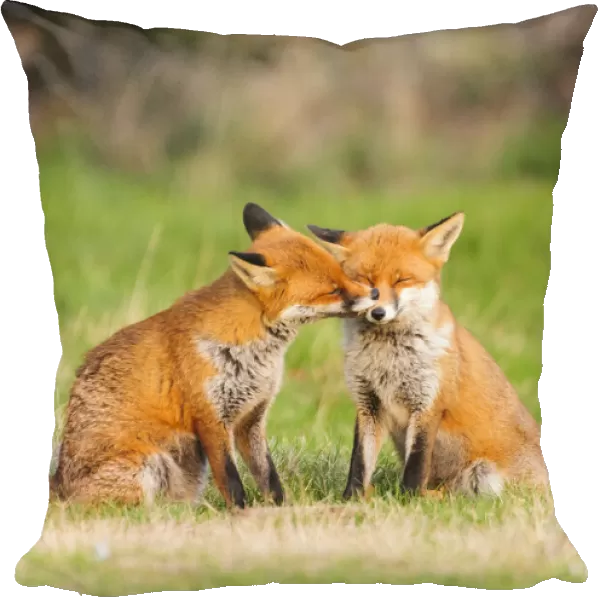 Red fox (Vulpes vulpes) pair nuzzling. London, UK. February