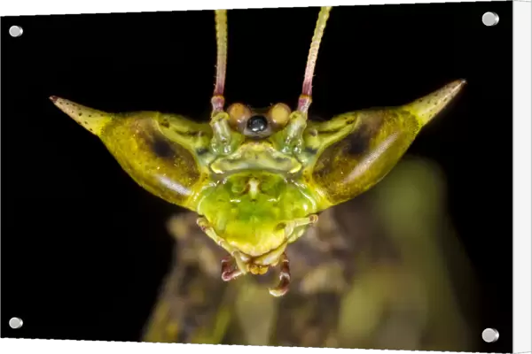 Dragon mantis (Toxodera beieri), detail of head showing large compound eyes giving it