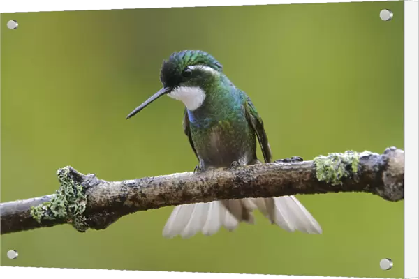 Male White-throated Mountain Gem (Lampornis castaneoventris)
