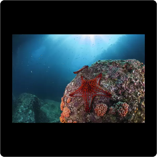 Panamic cushion star (Pentaceraster cumingi), Los Islotes
