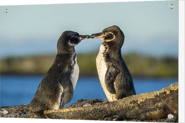 Galapagos penguin (Spheniscus mendiculus), pair courting, Isabela Island