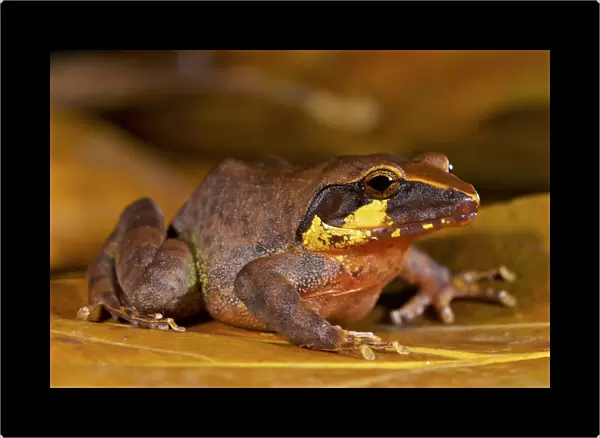 Boulengers wrinkled ground frog (Cornufer boulengeri  /  Platymantis boulengeri)