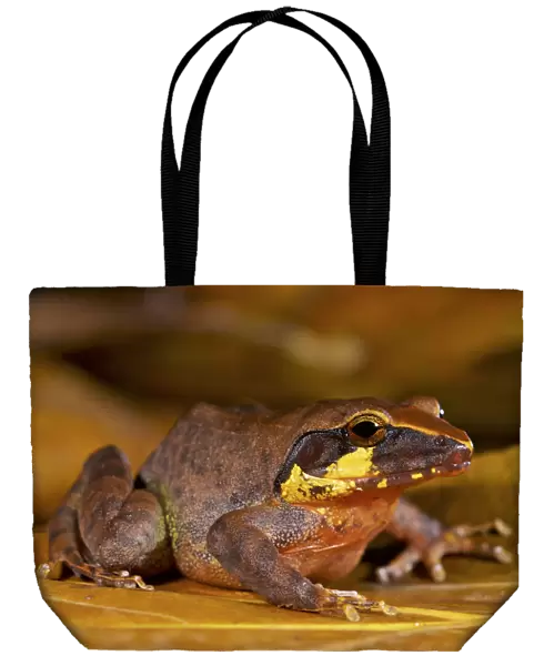Boulengers wrinkled ground frog (Cornufer boulengeri  /  Platymantis boulengeri)