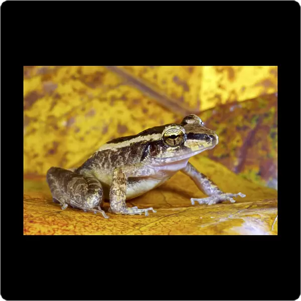 Schmidts wrinkled ground frog (Cornufer schmidti  /  Platymantis schmidti)