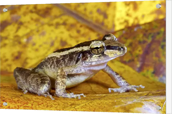 Schmidts wrinkled ground frog (Cornufer schmidti  /  Platymantis schmidti)