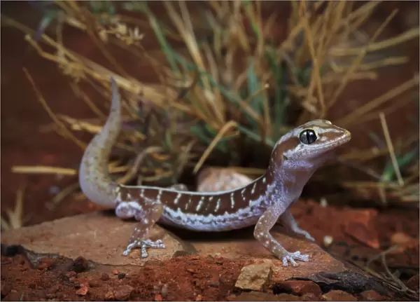 Pale-striped ground gecko (Lucasium immaculatum) male, from a desert sand plain near
