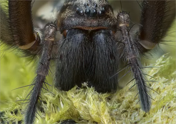 Giant house spider (Eratigena atrica) close up showing large mandibles, Banbridge