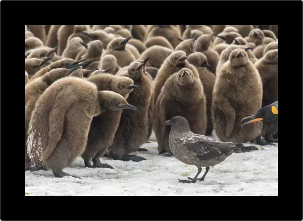 King penguins (Aptenodytes patagonicus) gather to defend themselves against a nearby