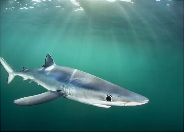 RF - Blue shark (Prionace glauca) cruises beneath the surface of the English Channel with