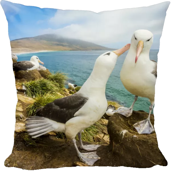 Black-browed albatross (Thalassarche melanophris) pair in courtship. Falkland Islands