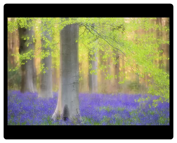 RF - Beech trees (Fagus sylvatica) and english bluebells (Hyacinthoides non-scripta). Late evening light and double exposure to create soft, dreamy effect. West Woods, nr Marlborough, Wiltshire, UK. May