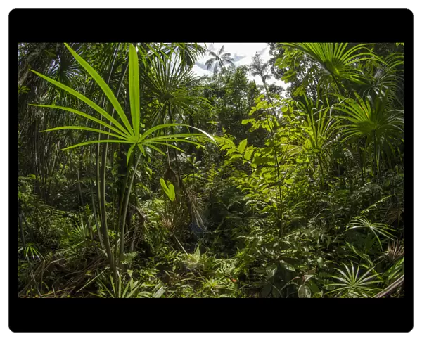 Aguaje palm swamp (Mauritia flexuosa) Maijuna Indigenous Community, Rainforest, Sucusari