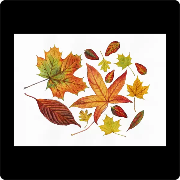 Autumn leaves including Sweet gum (Liquidambar styraciflua)
