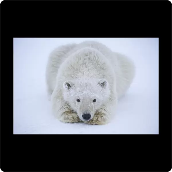 Polar bear (Ursus maritimus) spring cub resting on newly formed pack ice