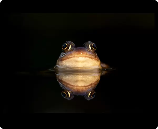 Common frog (Rana temporaria) submerged in water showing its reflection, Leicestershire