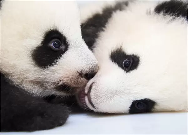 Female Giant panda (Ailuropoda melanoleuca) twin cubs, Yuandudu and Huanlili