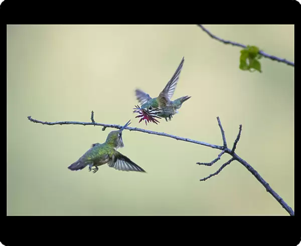 Annas hummingbird (Calypte anna) male dancing in flight