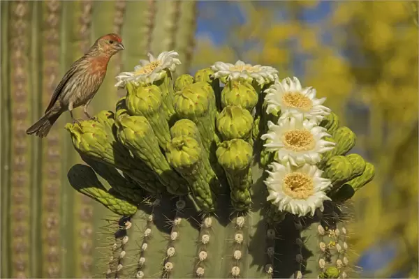 House finch (Carpodacus mexicanus) perched on Saguaro cactus (Carnegiea gigantea)