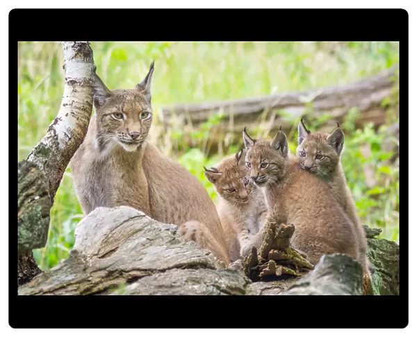 Three Eurasian lynx (Lynx lynx) kittens, aged six weeks, with their mother