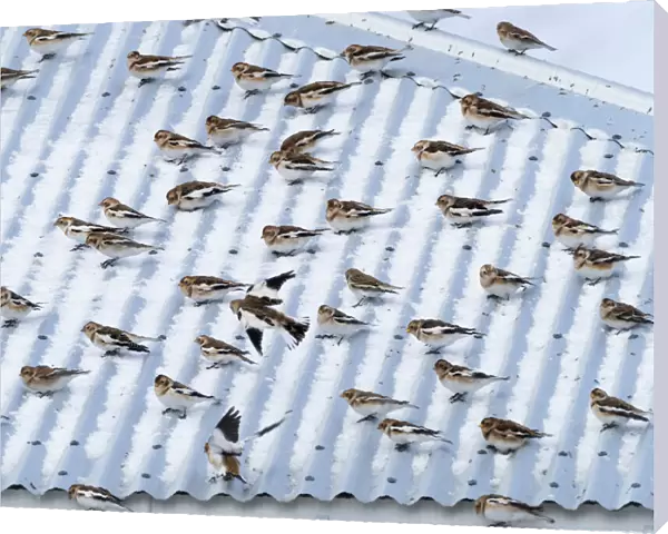Snow bunting (Plectrophenax nivalis) flock resting on a roof, Iceland. March