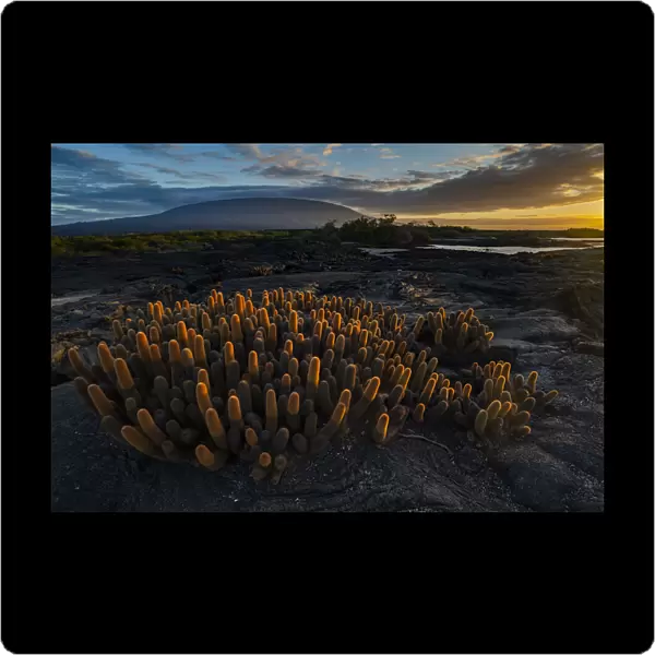 Lava cactus (Brachycereus nesioticus) growing on bare lava, Fernandina Island, Galapagos