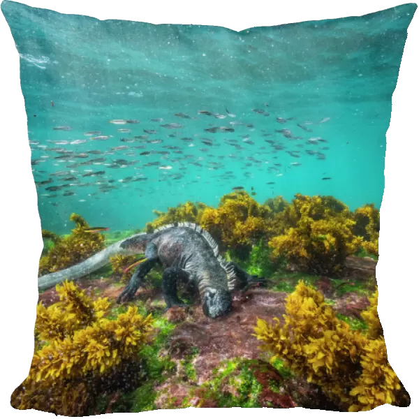 Marine iguana (Amblyrhynchus cristatus), grazing Ulva algae on lava seafloor